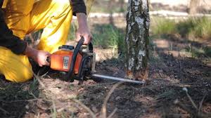 Best Tree Removal  in Corinth, TX