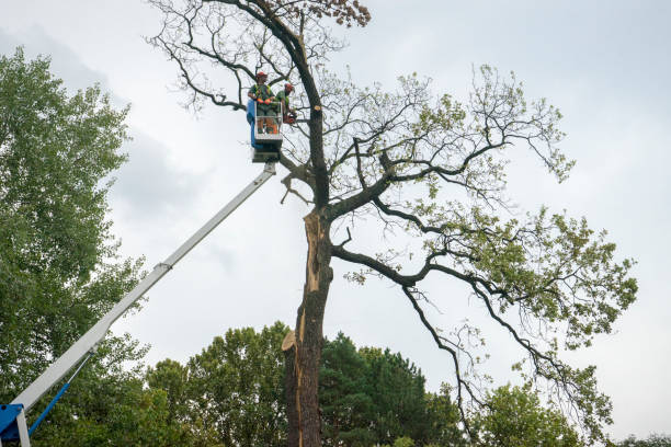 Best Tree Maintenance Programs  in Corinth, TX