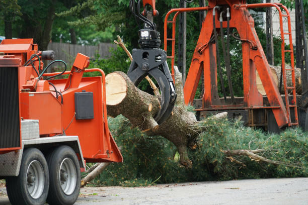 Best Root Management and Removal  in Corinth, TX